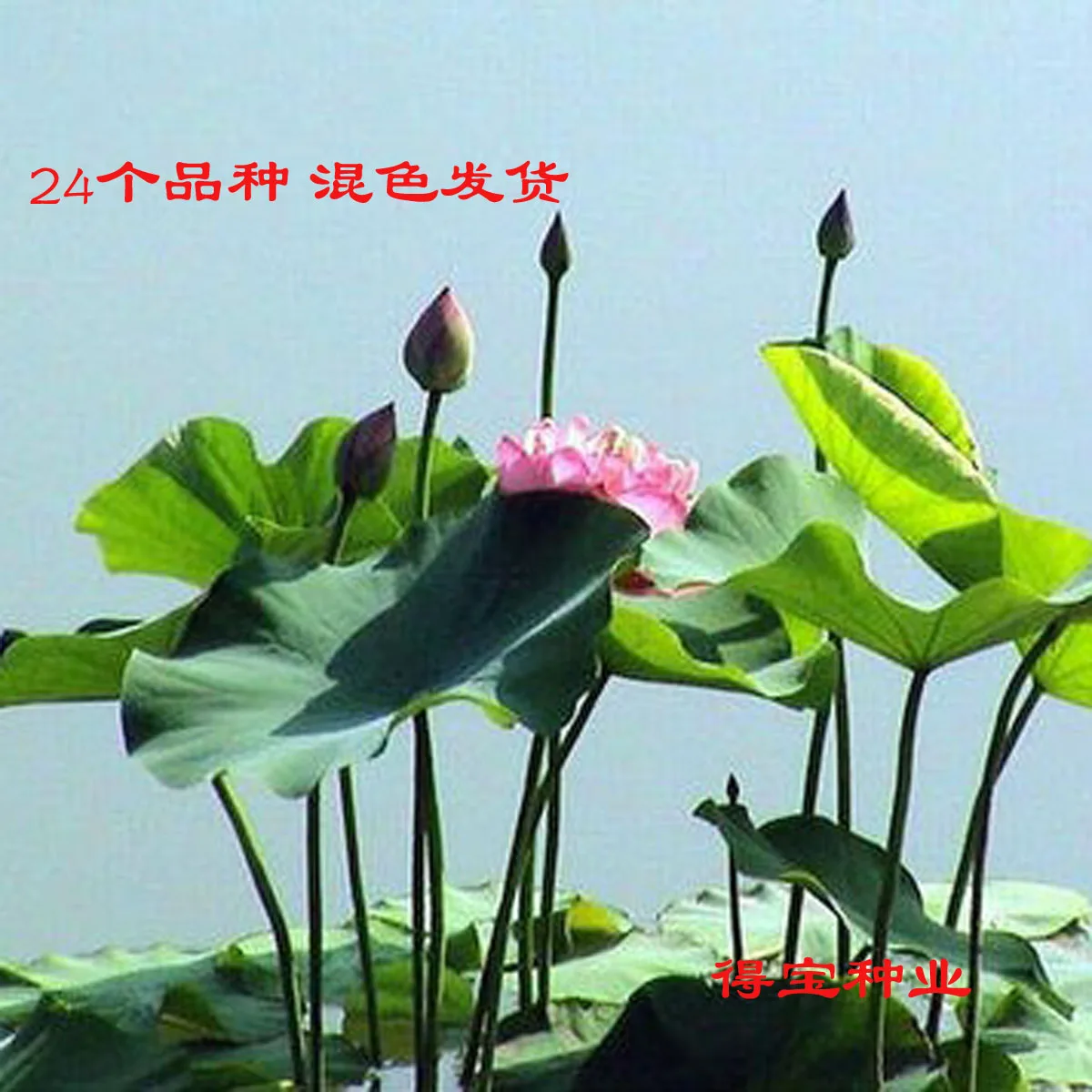 

Garden Plants Sementes Bowl bonsai Multi - Color Mixed Can Be Planted 4 Seasons 3bonsai