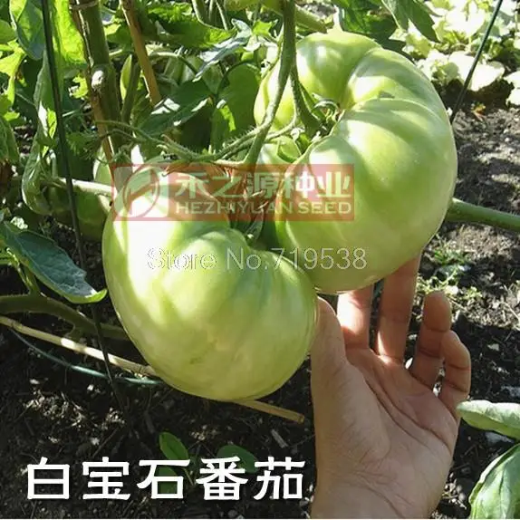 

White Sapphire tomato bonsais tomato bonsais suitable for special dishes base 100pcs