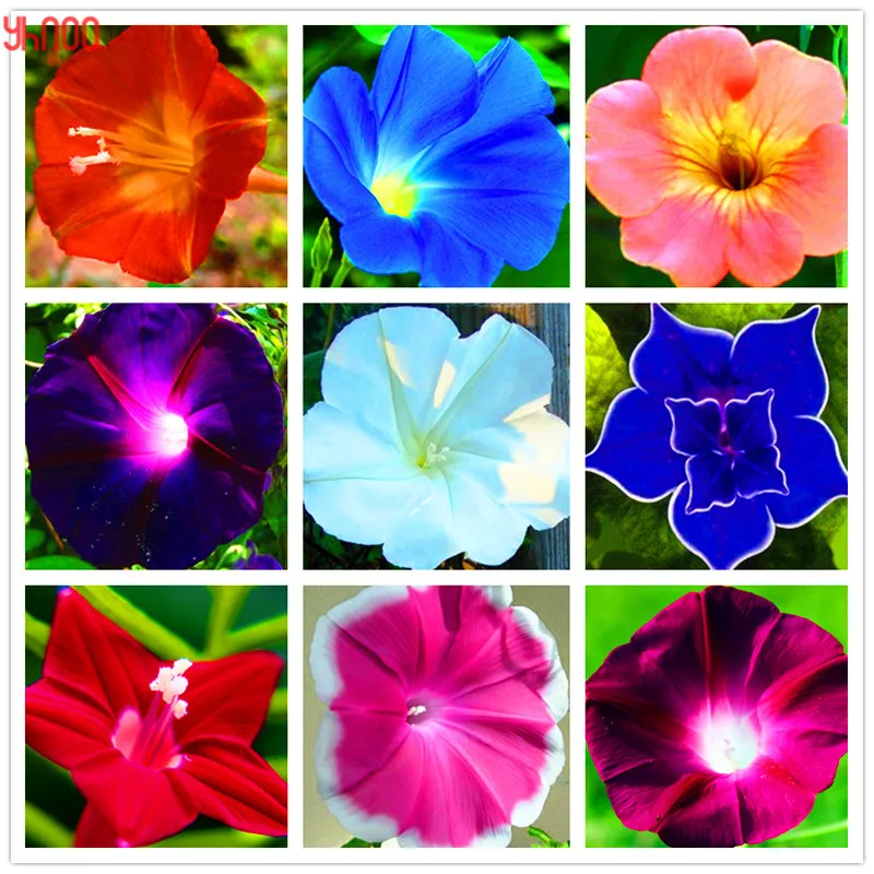 

100PCS/PACK Morning Glory Flower flores, perennial garden flowers,easy to grow,bonsai plant for home garden and courtyard
