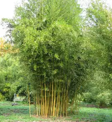 Новое поступление новые уличные растения очень легко Happy Farm Sementes 20 шт. Phyllostachys Aureosulcata бонсай