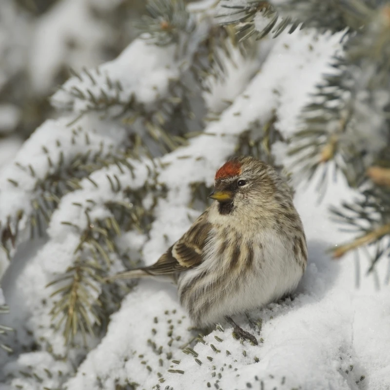 Common Redpoll (Carduelis flammea) in snowy evergreen Warman Saskatchewan Canada Poster Print (17 x 13) |