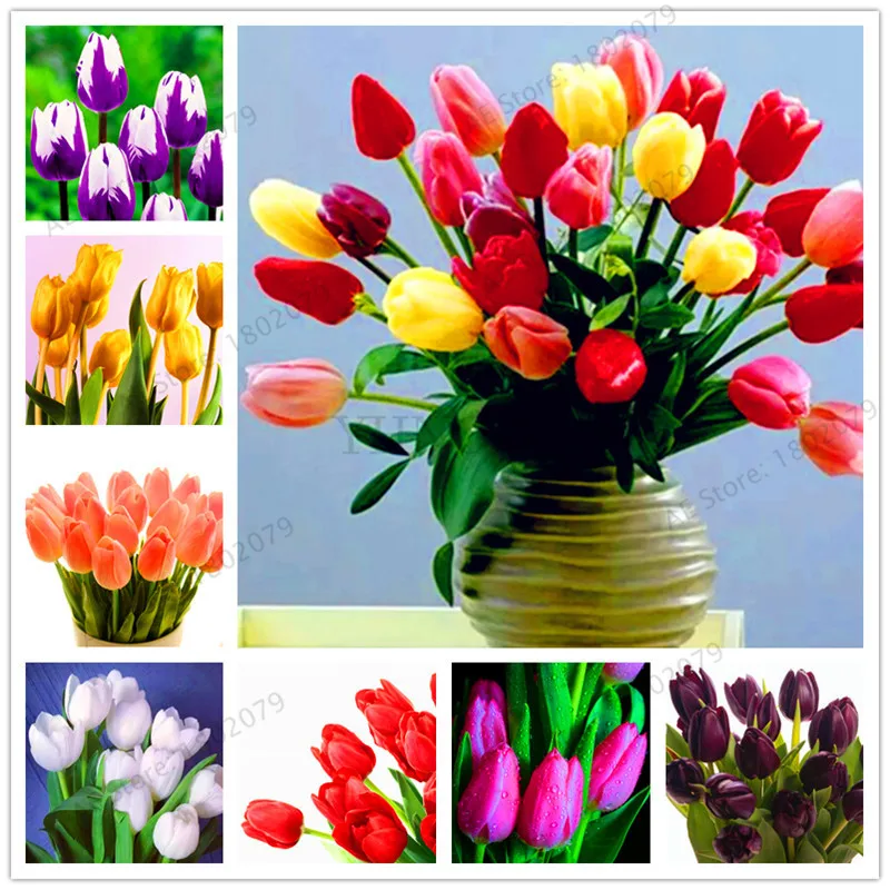 

103pcs/bag tulip flores Rare bonsai flower plantas,beautiful tulips potted perennial home gardens tulip plant.