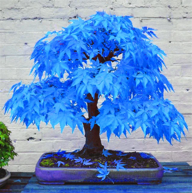20pcs Bonsai Blue Maple Tree Plants Rare Sky Japanese Balcony Home
