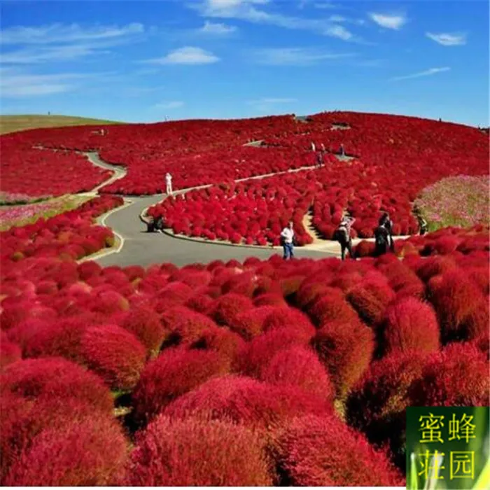 

Tree bonsai red leaves ground skin bonsais wheat bonsai peacock pine broom dishes about 100pcs(di fu)