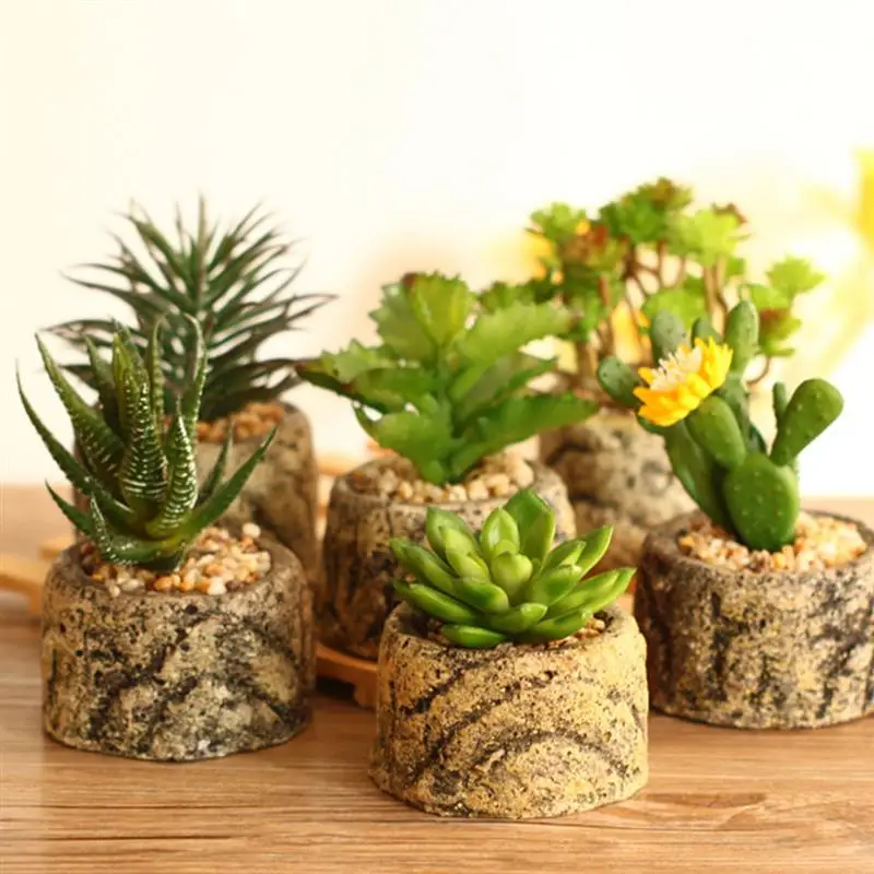 Мини Кактусы В Горшках Купить