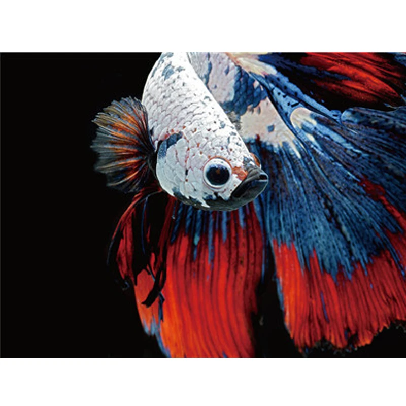 

Fish Picture By Numbers For Children DIY Digital Paintings Paint With Numbers Oil Painting Pictures On Canvas Room Decor