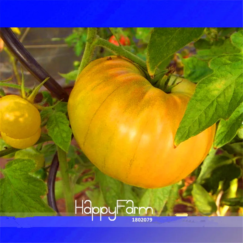 

Big Promotion!Aunt Gerties Gold Organic Yellow Beefsteak Heirloom Tomato Bonsai,100 Pcs/Lot, Best-tasting Tomatoes,#8VYG53