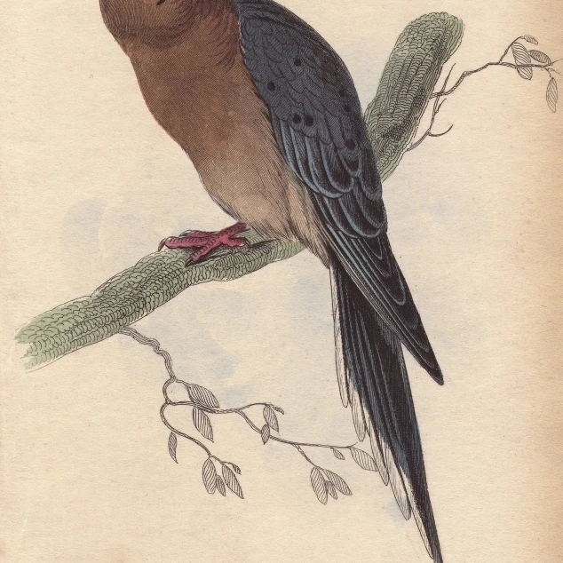 Passenger Pigeon Ectopistes Migratorius Extinct Poster Print By Florilegius Mary Evans (24 X 36) | Дом и сад