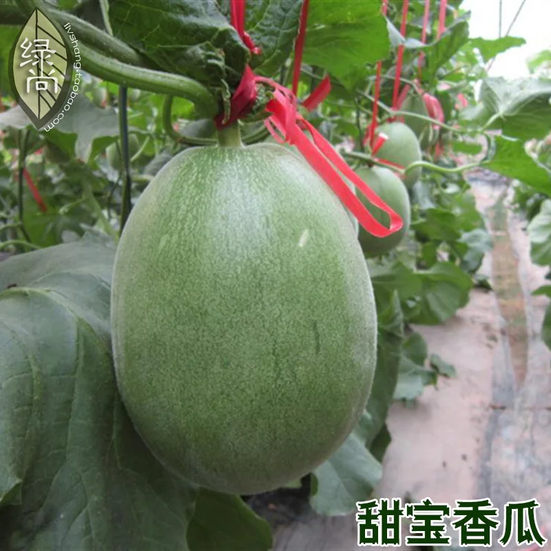 Sweet Treasure Cantaloupe bonsai 4 Seasons Melon Garden Balcony Potted Vegetable Melon bonsais 10pcs Sweet Treasure Cantaloupe bonsai 4 Seasons Melon Garden Balcony Potted Vegetable Melon bonsais 10pcs