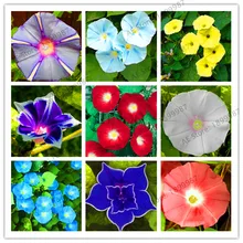 Промоакция! 50 шт./пакет висит Петуния смешанные gardenling, семена редкой петунии, карликовые деревья “утреннее сияние” растения, завод солнечной энергии для домашнего