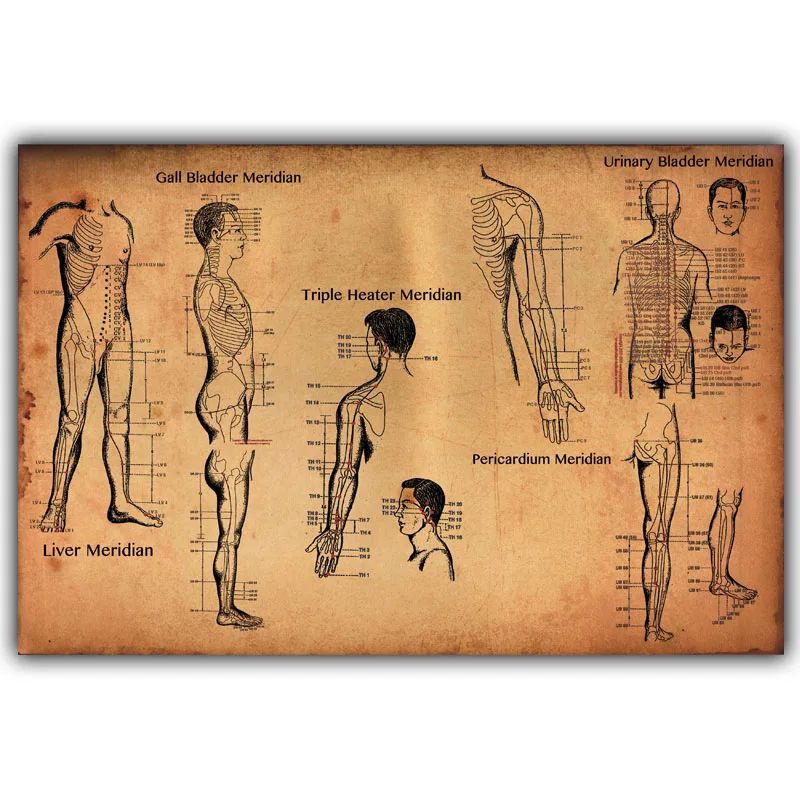 

Human Acupuncture Points Poster Science and Education Medicine Home Decoration Poster Picture Print
