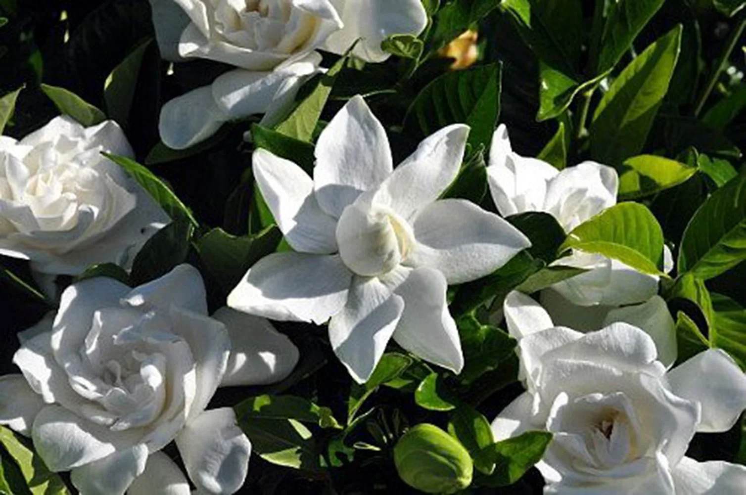 New Seedsflower Gardenia Bonsai Potted Plant 100 PCS Garden Flower Seedsplants Outdoor Decor Flower Pot Wholesale New Seedsflower Gardenia Bonsai Potted Plant 100 PCS Garden Flower Seedsplants Outdoor Decor Flower Pot Wholesale