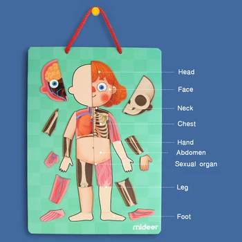 

Chidren Early Educational Human Body Cognitive Puzzle Science Learning Toys For Children