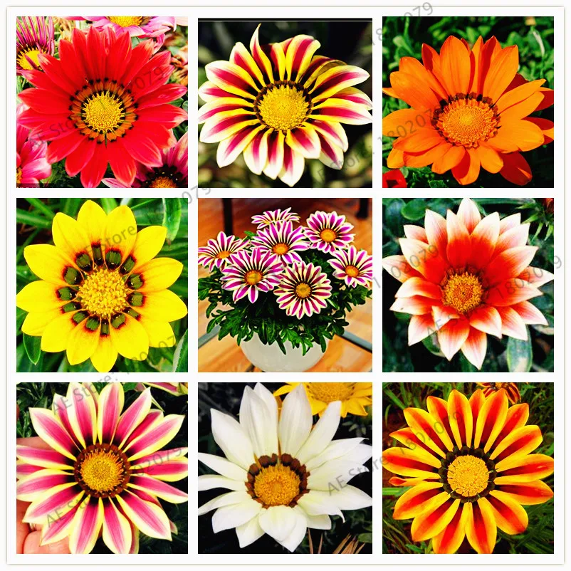 

100pcs/bag Mixed color Gazania rigens flores, flower plantas for home&garden, bonsai plant for indoor outdoor planting