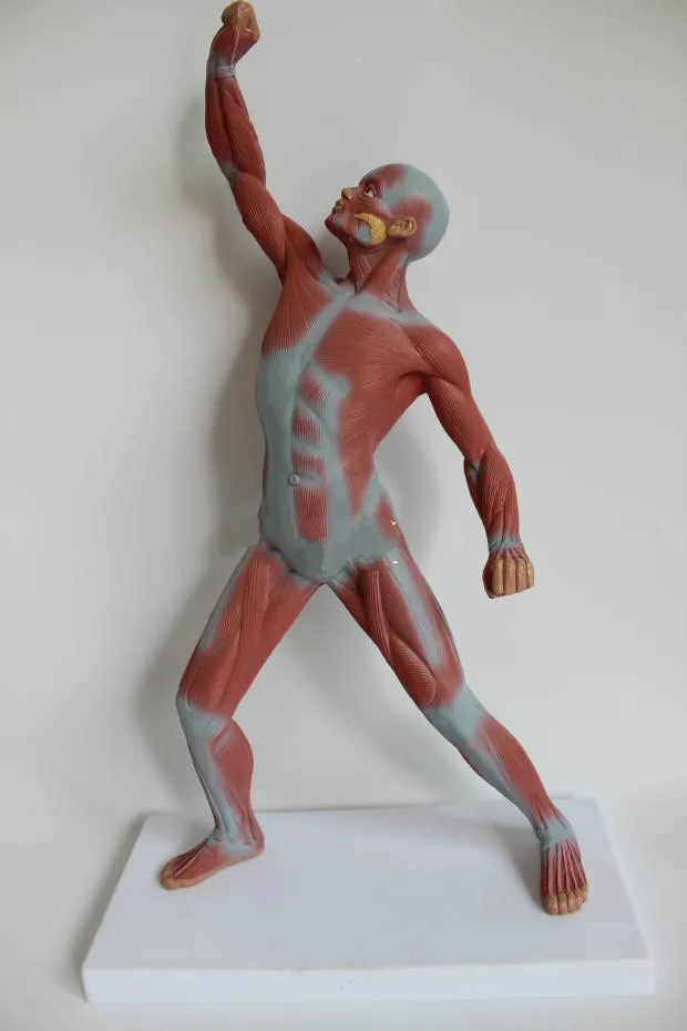 

50CM Height Medical Art Human Body Muscle Model Movement Muscle Anatomy System Fitness Teaching Medical Science Supply Artist