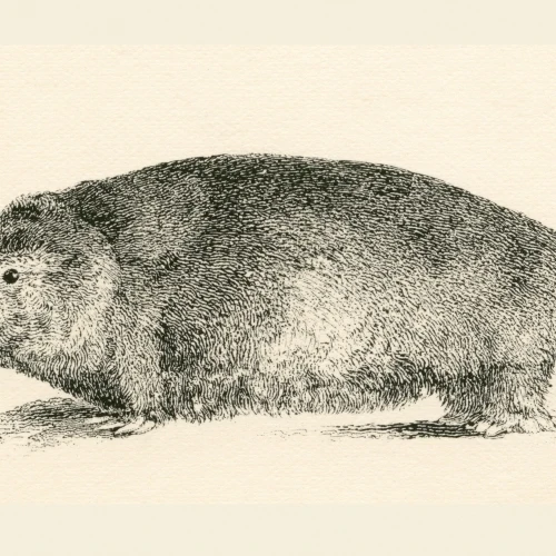 Australian Duck-billed platypus. Ornithorhynchus anatinus. From The National Encyclopaedia published c.1890. (38 x 18) | Дом и сад