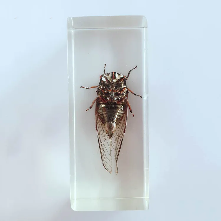 

Biological Insect Specimens Real Cicadas Specimen Models Creative Resin Craftwork Cicadas Appearance Anatomy Teaching Aids