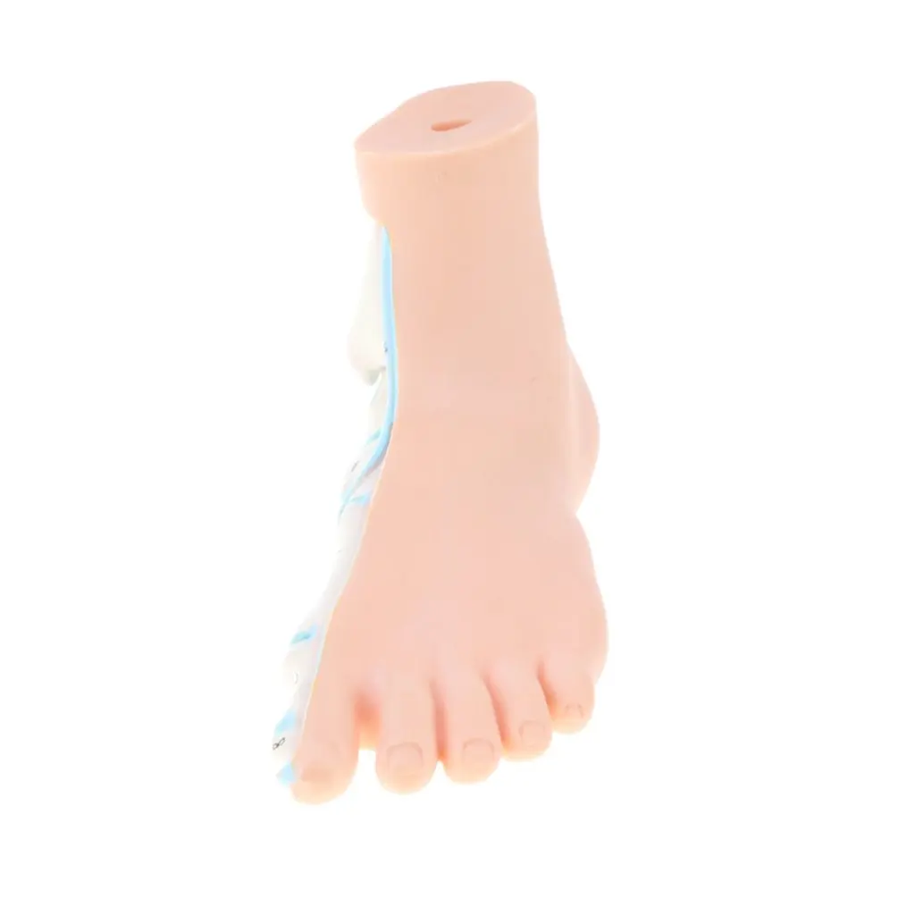  1: 1 Human Flat Foot Model with Ligaments Bones Muscles Anatomical Model for School Teaching Tool L - 32973480983
