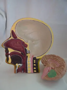 

Detachable Human Brain Cross-Section Half Model Life Size Anatomy Skeleton Dental Anatomical Brain Anatomia Exploded Human Skull