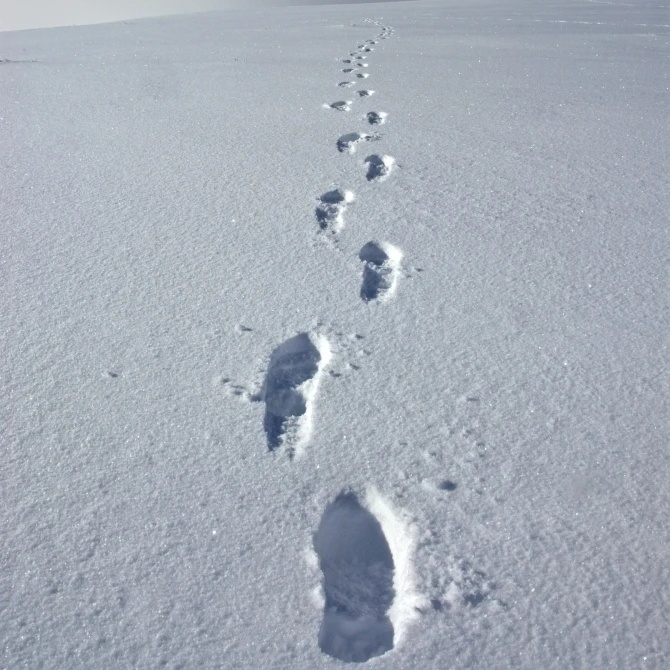 Hiker's Boot Tracks In Snow Leading Up Primrose Ridge во время зимы в национальном парке Denali Alaska Print