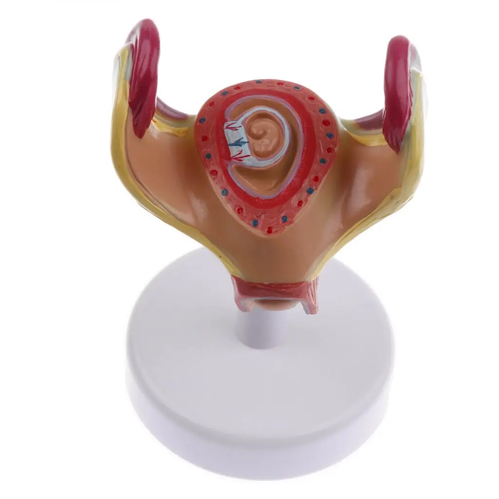  8pcs Human Fetal Development Model Medical Anatomical Model for School Teaching Tool Learning Displ - 32976387697