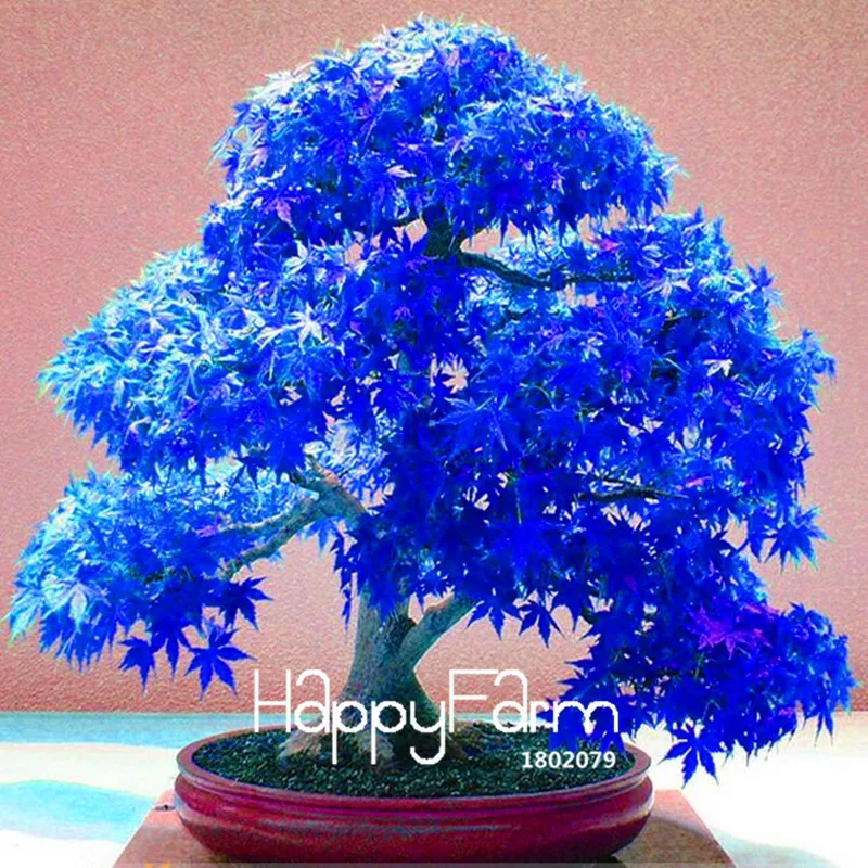 

Lowest Price! 20 Pcs/Lot Real Japanese Ghost Blue Maple Plantas Rare Balcony Bonsai Tree plants for home garden