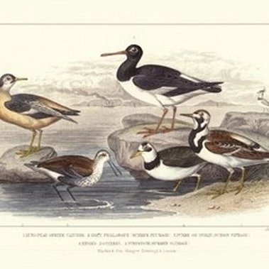 Oyster Catchers плакат печать J. Stewart (19x13)|Таблички и знаки| |