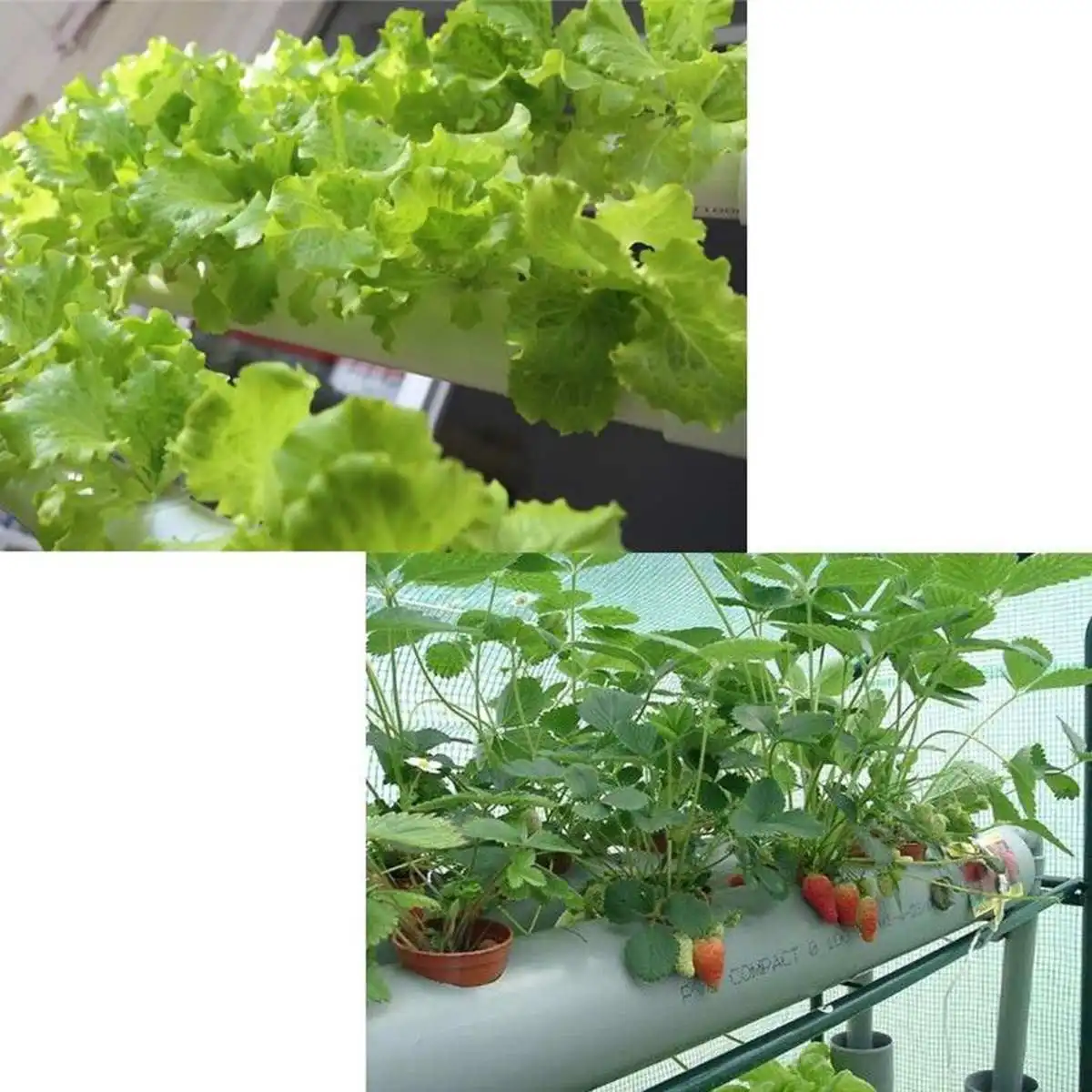 72 Holes Hydroponic System Indoor Garden Plant Grow Kit Nursery Pot Vegetable Water Planting Soilless Seedling Flower Stand 220V 72 Holes Hydroponic System Indoor Garden Plant Grow Kit Nursery Pot Vegetable Water Planting Soilless Seedling Flower Stand 220V