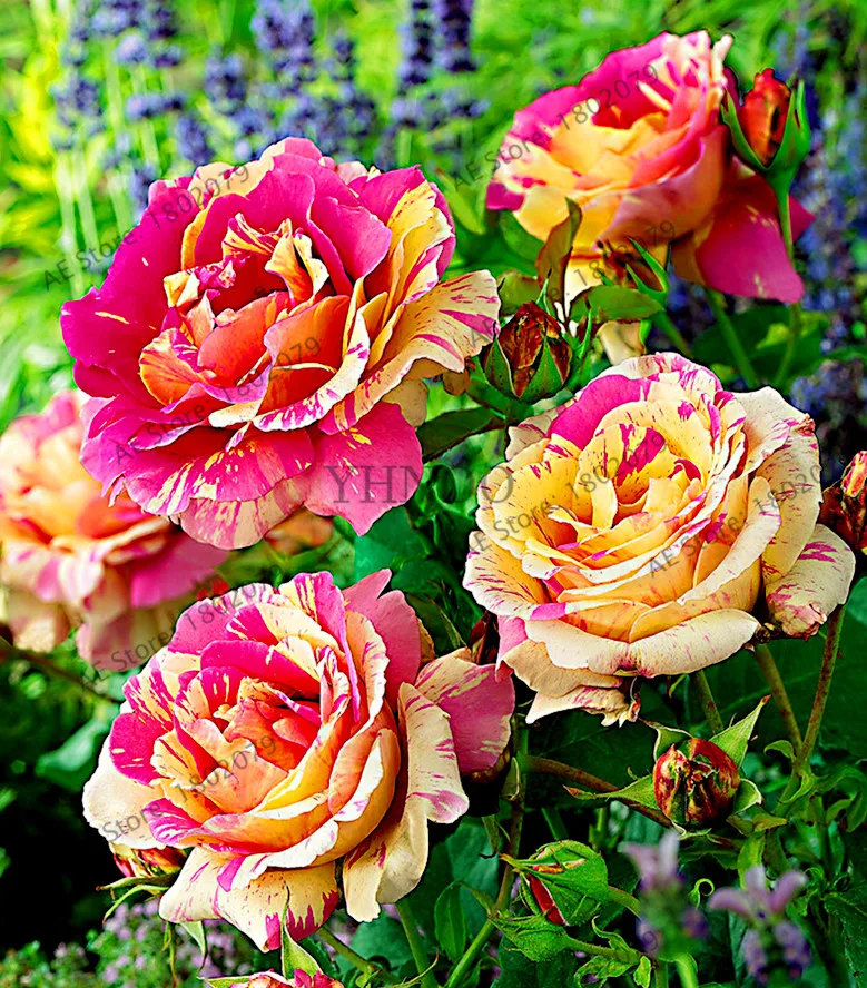 

50pcs mixed color rare Candy Stripe rose Plants bonsai plant flower Plantas for home garden,yellow and red rose floresling