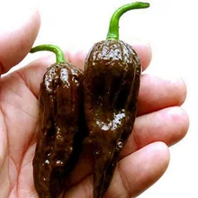 200pcs / pack, Chocolate Naga Jolokia Chilli bonsais, Ghost Pepper - Bhut Jolokia #M386 4 orders international orders