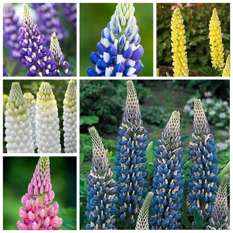 

Bonsai 20 Pcs Colorful Rainbow Lupine Plants Russell Lupinus Beauty Flower Ornamental Flowers Diy Home Garden(lu bing hua)
