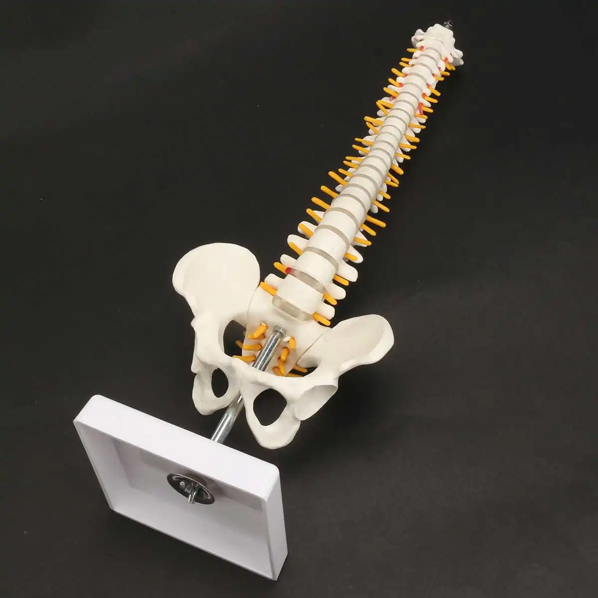 

45cm PVC Spine Bone Model With Pelvis Femur Heads 1/2 Life Lab Equipment Teaching Resources Medical Science Educational Supplies