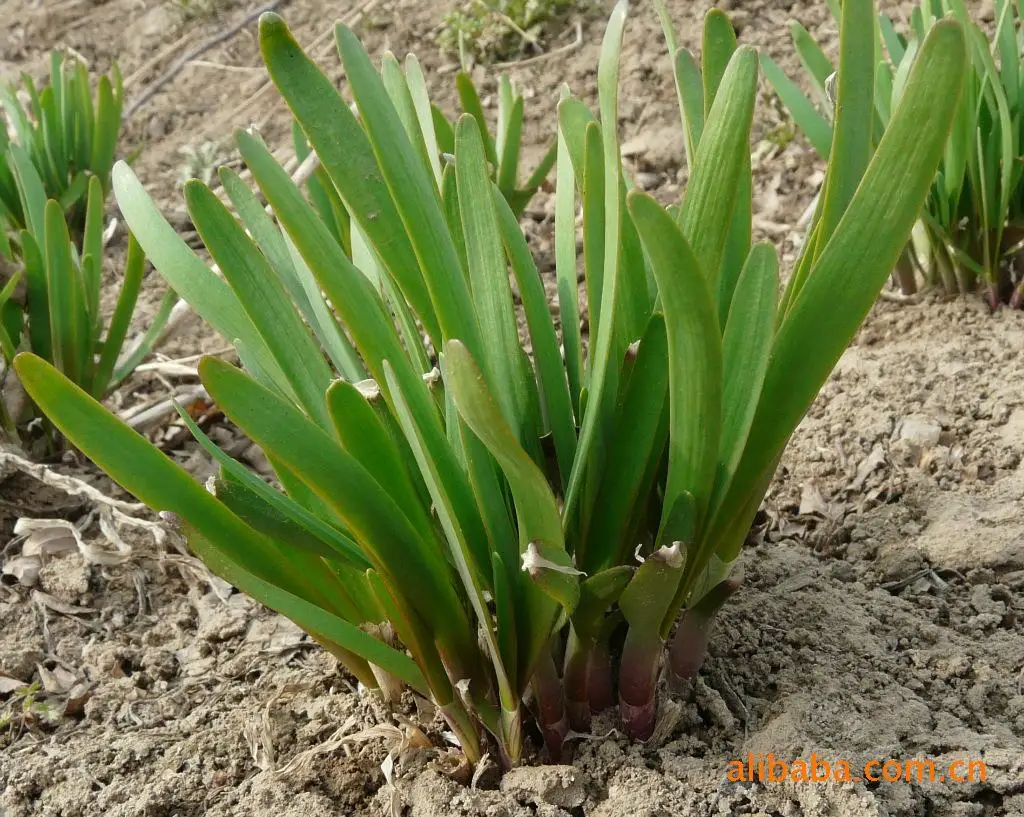 

Leek bonsai purple root vegetable bonsai 100pcs
