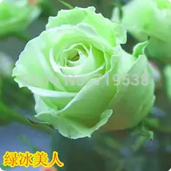 Новая роза в горшках вырезать Роза зеленая ледяная дева 100 цветок бонсай