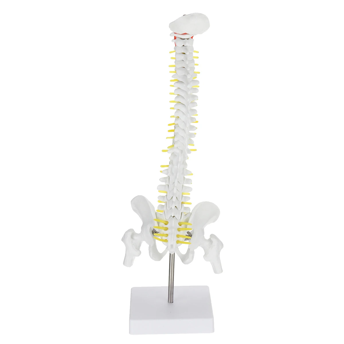 

45*11*8CM Rotatable 1:1 Adult Lumbar Bend Spine Model Humans Skeleton Model with Spinal Disc Pelvis Model Used Medical Science