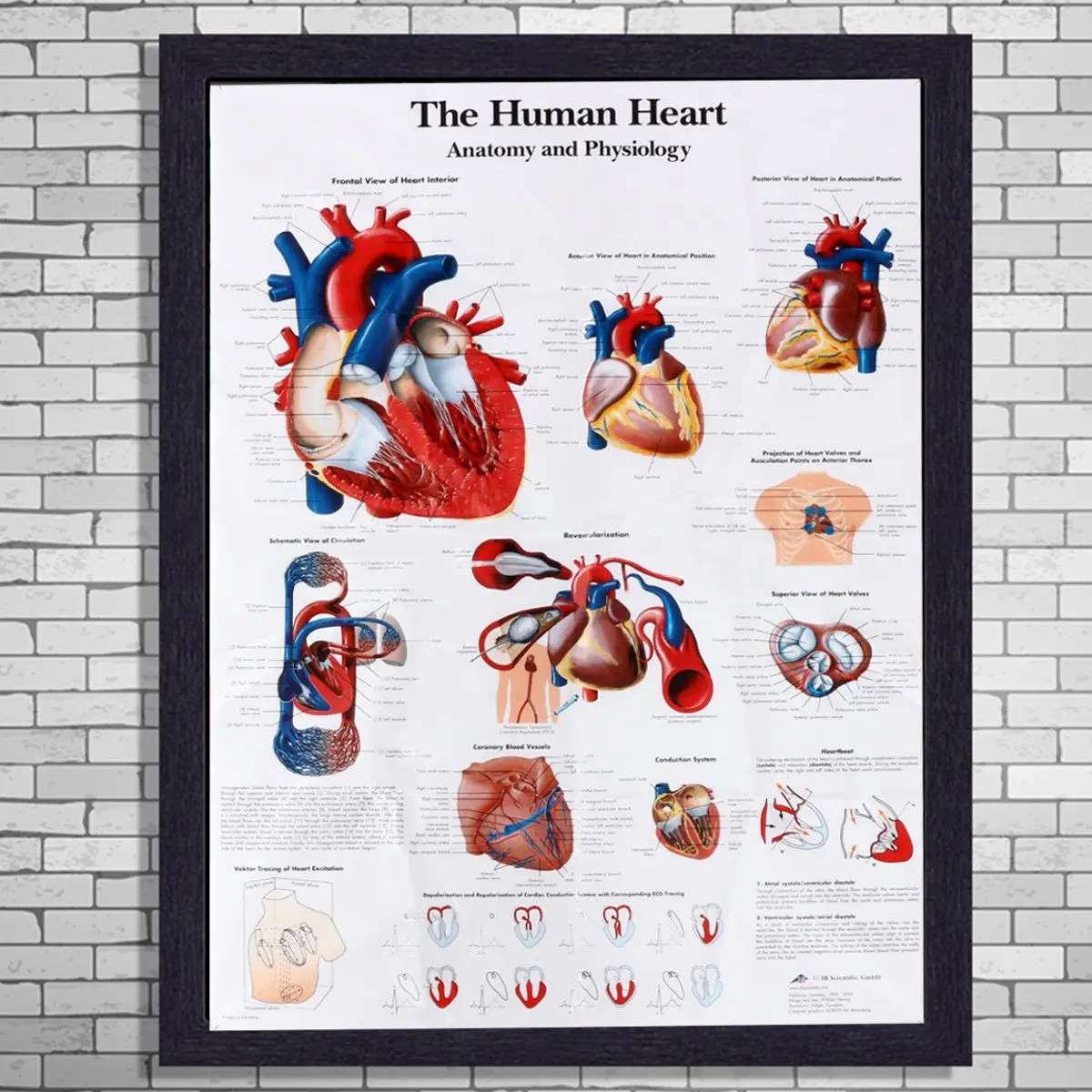 

Human Heart Chart Anatomy Physiology Poster Map Anatomy Of The Heart Poster Anatomical Silk Cloth Chart Human Educational Poster