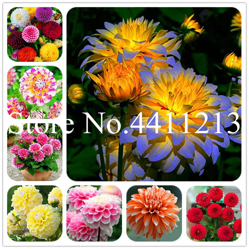 

100 pcs Multi-color dahlia Bonsai, dahlia flower planta, Outdoor Tree Charming Bonsai Flower for home garden plant pot