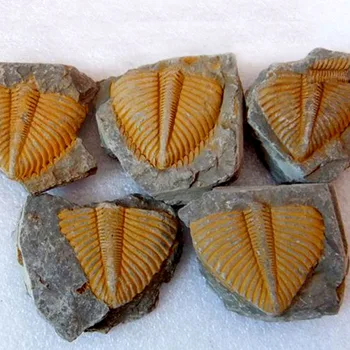 

Natural TrilobitesFossil Original Stone Specimen Ancient Marine Life Fossil Crown Insect Collection Polular Science Teaching