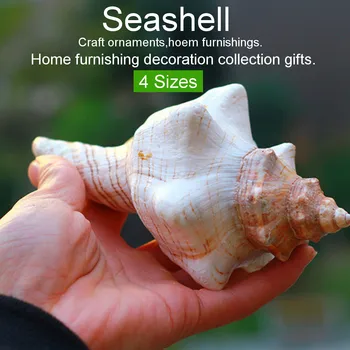 

natural Real Conch Sea Shell Ornament conch Seashell Horn Conch Photograpy Props Fish Tank Decor Furnishings Home Collectible