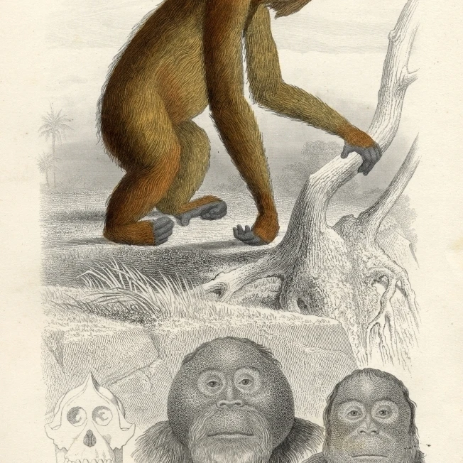 The Orang-Utan Poster Print (24 x 36) | Дом и сад
