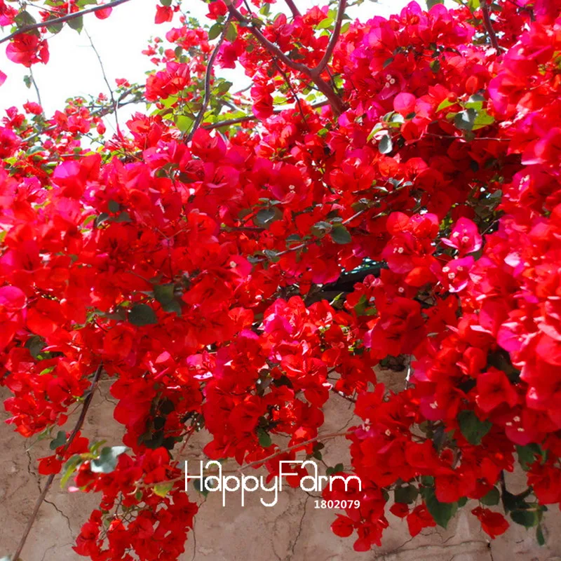 Акция по потере! 100 Планта/сумка красные семены бугенвиллии замечательной Флорес многолетнее садовое растение бонсай цветок бугенвиллеи