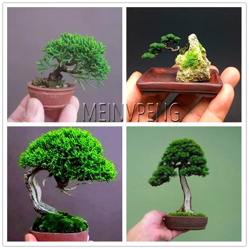 

Big Sale!Miniature pine bonsai, bonsai tree plant, indoor woody plants, pine tree perennial plant for miniature garden,50flores