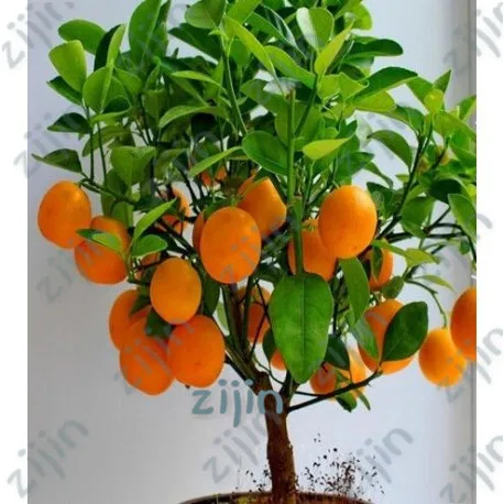

Loss Promotion!20pcs Edible Dwarf Orange Tree garden, Fruit Mandarin Bonsai Tree flores, Citrus plantas plants Mandarin Orange