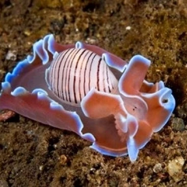 Molluskmarine life постер печать Jaynes Gallery (36x24) | Дом и сад