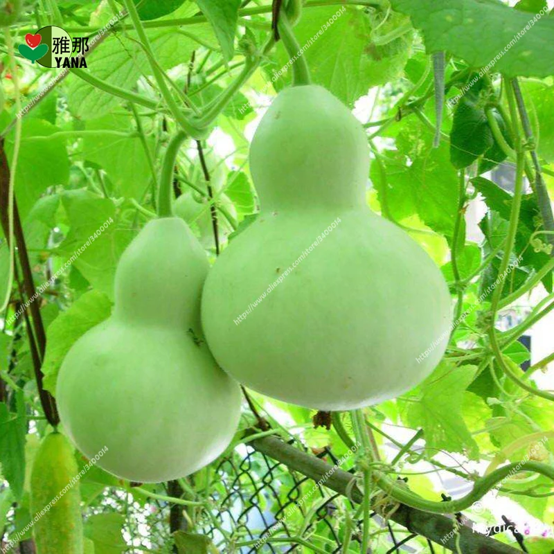 

Novelty gourd Vegetables vegetable for Home Garden Bonsai plants 10pcs/bag