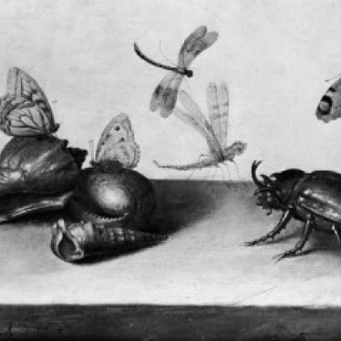 Still life with Insects by Margaretha de Heere Poster Print (24 x 36) |