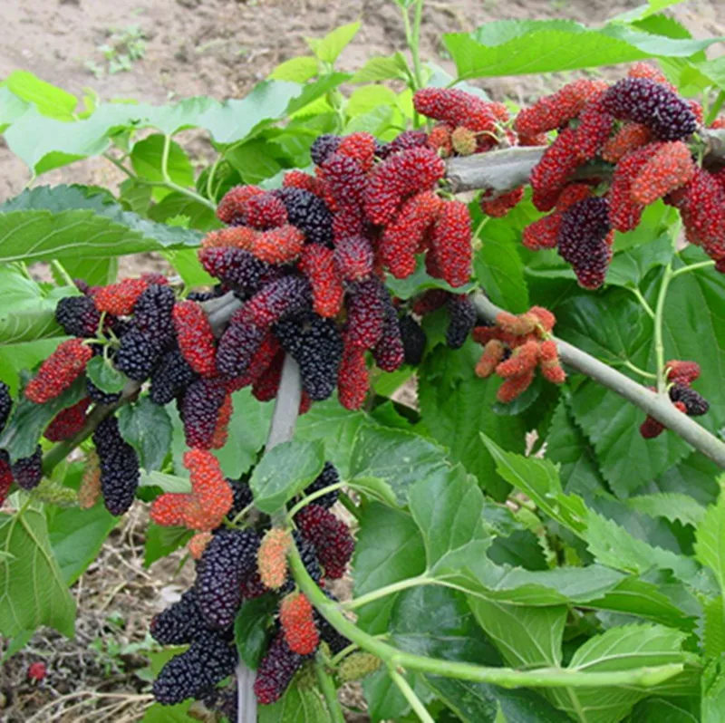 

Potted seasonal fruit garden natural health Mulberry year results Blackberry bonsais 100pcs