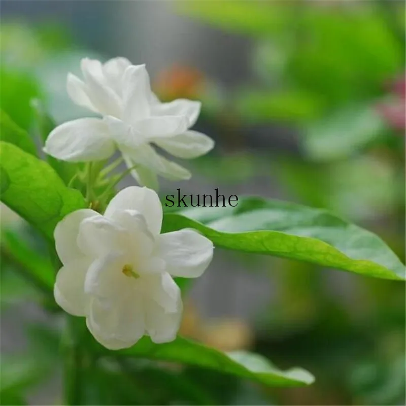 

Jasmine flower bonsais, fragrant plant arabian Jasmine 10pcs
