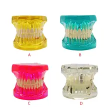 Detachable Dental Teeth Model With Restoration Bridge Tooth Dentist For New Dentist Traning Dental Teaching Study dental premature disease teeth model transparent caries pathological demonstration tooth child study teaching showing 2018