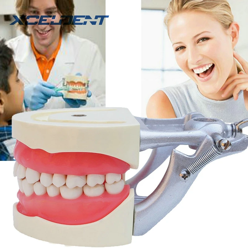 

Teeth Model Dental Universal Plate Removable Tooth Model with DP Articulator for Dentists Traning Dental Students Demonstration